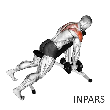 نشر خم با دمبل (Dumbbell Bent-Over Lateral Raise / Rear Delt Fly)