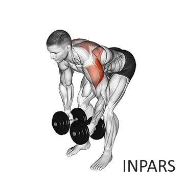 نشر خم با دمبل (Dumbbell Bent-Over Lateral Raise / Rear Delt Fly)