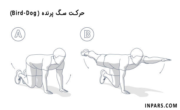 حرکت سگ پرنده (Bird-Dog)