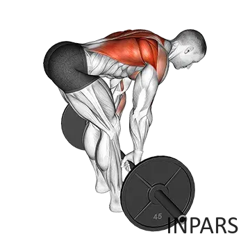 Barbell Bent Over Row: روئینگ هالتر خم استاندارد