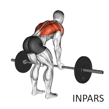Barbell Reverse Grip Bent Over Row : روئینگ هالتر با گیرش معکوس (تمرکز بر ضخامت)
