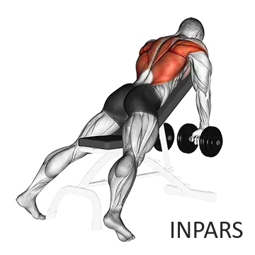 Dumbbell Incline Row: روئینگ دمبل روی میز شیب‌دار (تمرکز روی لت و پشت فوقانی)