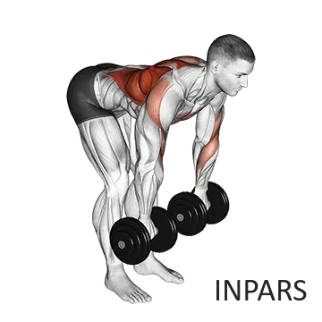 Dumbbell Palm Rotational Bent Over Row: روئینگ دمبل چرخشی (انقباض اوج لت)