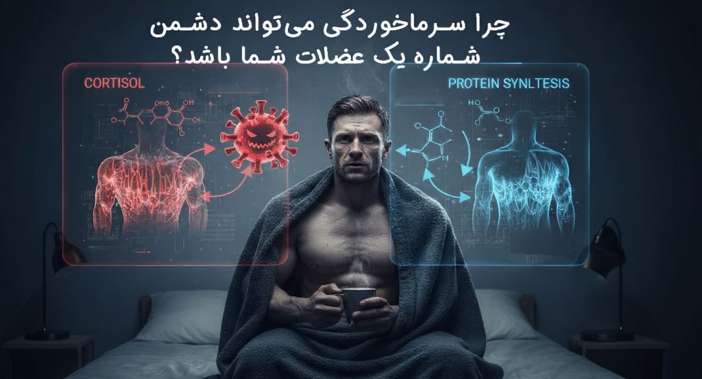معادله دو مجهولی کورتیزول و سنتز پروتئین؛ چرا سرماخوردگی می‌تواند دشمن شماره یک عضلات شما باشد؟